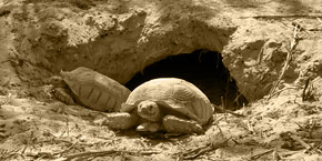 Mauretanien Schildkröten